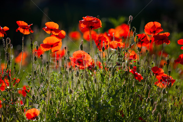 Corn Poppy Flowers Papaver rhoeas Stock photo © nailiaschwarz