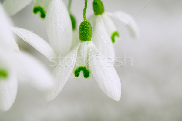 Snowdrop Flowers with Dew Drops Stock photo © nailiaschwarz