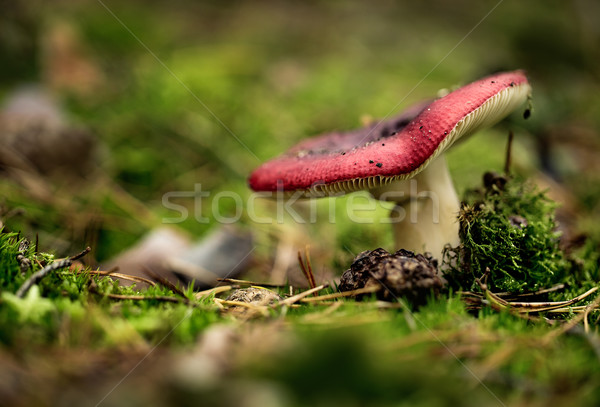 Autumn Forest Mushrooms Stock photo © nailiaschwarz