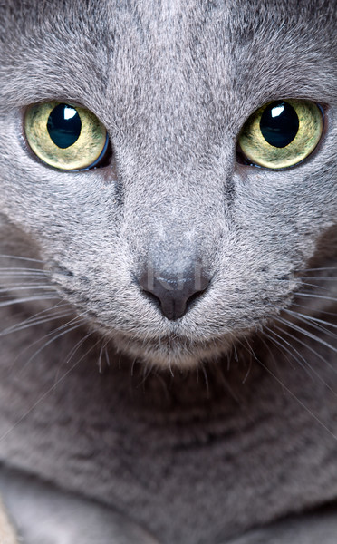 Pisică faţă portret rus albastru Imagine de stoc © nailiaschwarz