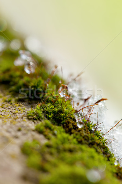 Moss in Ice Stock photo © nailiaschwarz