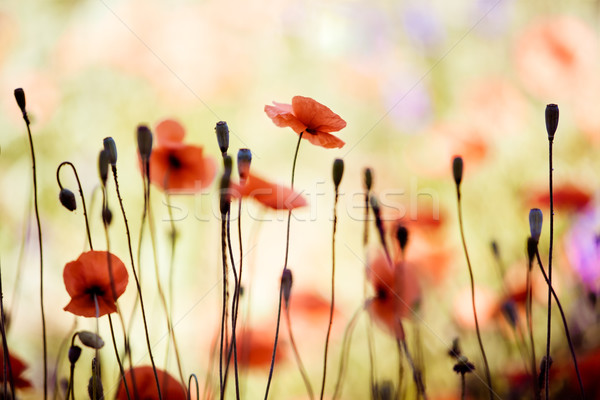 Rood mais poppy bloemen veld vroeg Stockfoto © nailiaschwarz
