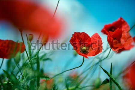 Rot Mais Mohn Blumen Bereich Himmel Stock foto © nailiaschwarz