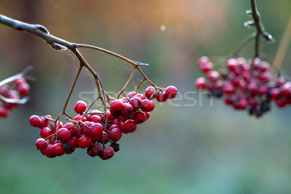 Autumn Fruits Stock photo © nailiaschwarz