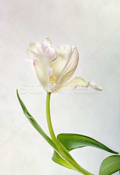 Pastel Tulip Stock photo © nailiaschwarz
