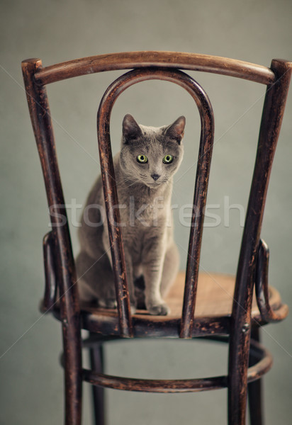 ストックフォト: ロシア · 青 · 猫 · 肖像 · スタジオ · エレガントな