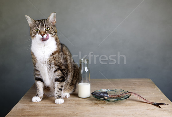 Foto stock: Gato · retrato · tres · boca · comer