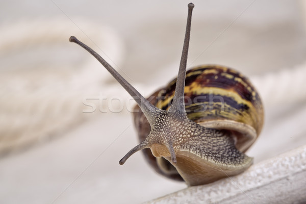 Curious Snail Stock photo © nailiaschwarz