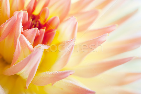 Dália flor orvalho gotas macro Foto stock © nailiaschwarz