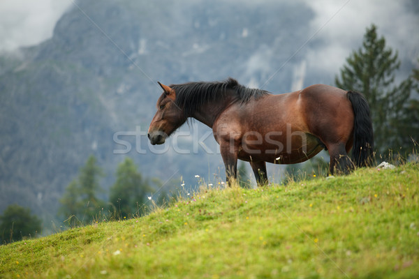 Ló alpesi testtartás lovak Alpok hegy Stock fotó © nailiaschwarz