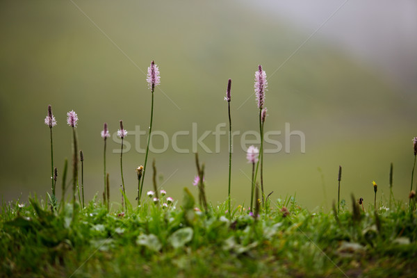 Alpine çayır otlar bitkiler yaz su Stok fotoğraf © nailiaschwarz