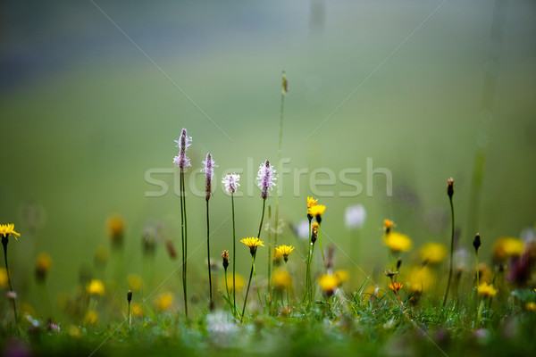 Alpino prado ervas plantas verão água Foto stock © nailiaschwarz