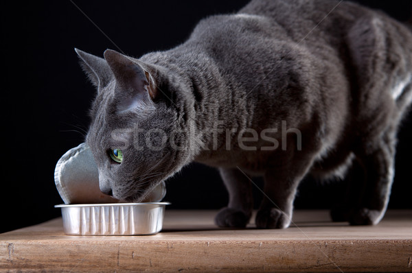 Kot rosyjski niebieski jedzenie Zdjęcia stock © nailiaschwarz