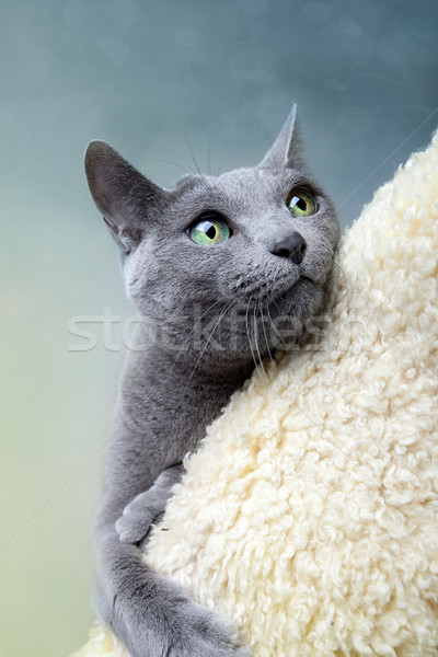 Rosyjski niebieski kot studio portret oczy Zdjęcia stock © nailiaschwarz