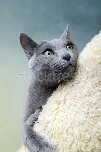 Bleu chat studio portrait yeux [[stock_photo]] © nailiaschwarz