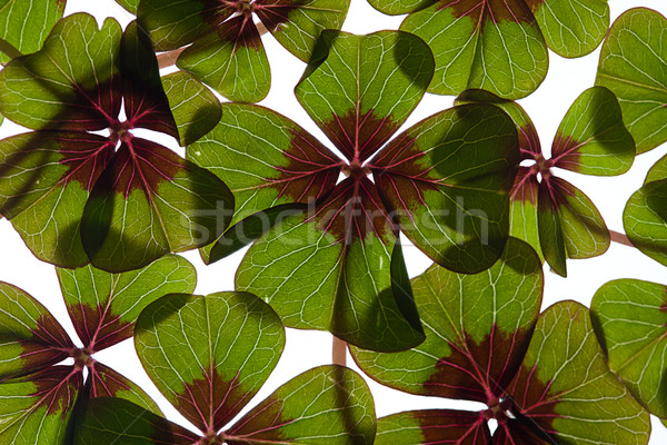 Quatre trèfle vert plantes blanche [[stock_photo]] © nailiaschwarz