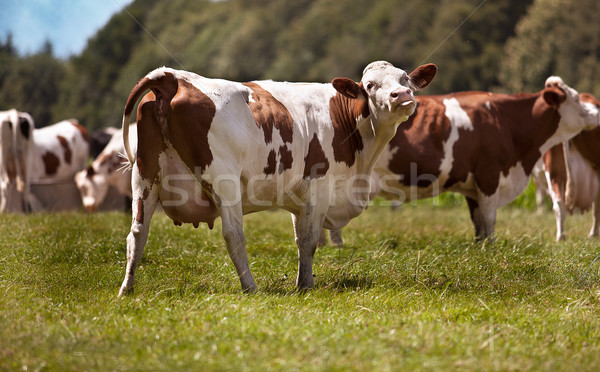 Cows Stock photo © nailiaschwarz