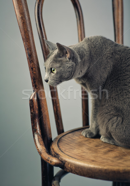 Russo azul gato retrato estúdio elegante Foto stock © nailiaschwarz
