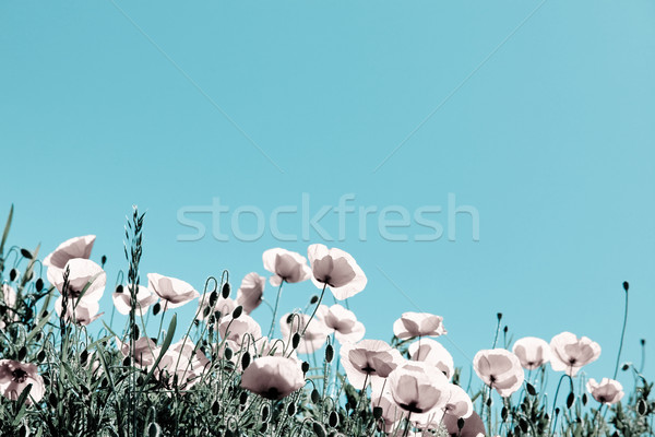 Stock photo: Corn Poppy Flowers Papaver rhoeas