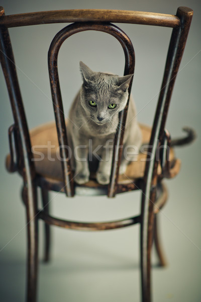 Russian Blue Cat Portrait Stock photo © nailiaschwarz