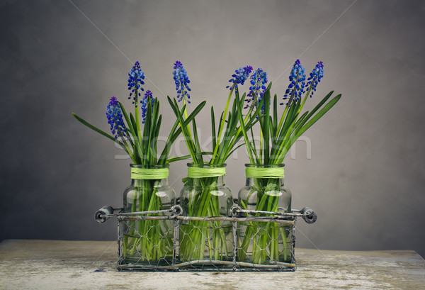 Hyacinth Still Life Stock photo © nailiaschwarz