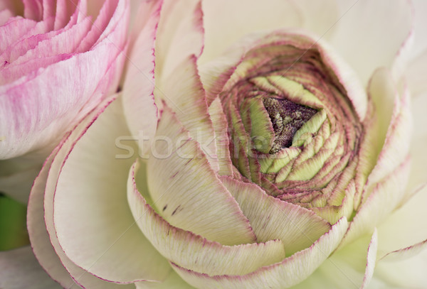 Miękkie pastel kwiat kolorowy wzrosła Zdjęcia stock © nailiaschwarz
