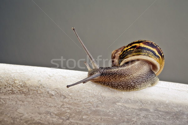 Curious Snail Stock photo © nailiaschwarz