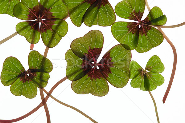 Stock photo: Four leaved Clover