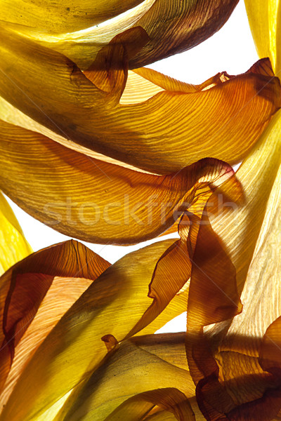 Tulip Leaves Stock photo © nailiaschwarz