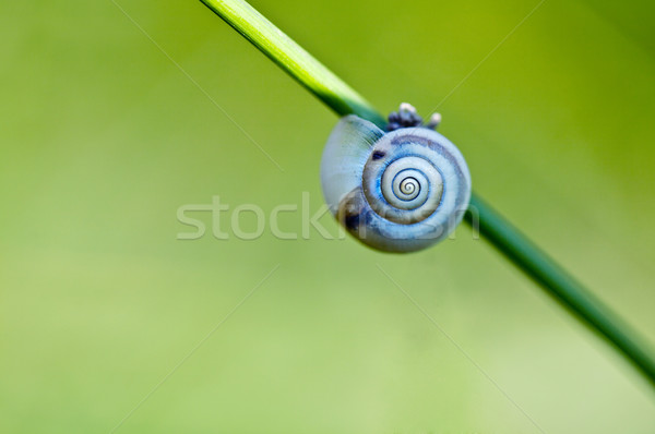 Snail on Grass Stock photo © nailiaschwarz