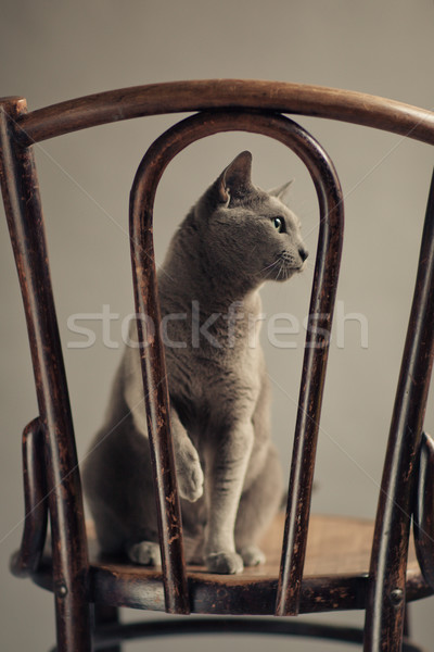 Russisch Blauw kat portret studio elegante Stockfoto © nailiaschwarz