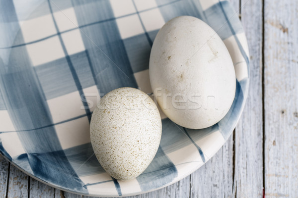 Ganso pato huevo blanco azul placa Foto stock © nailiaschwarz