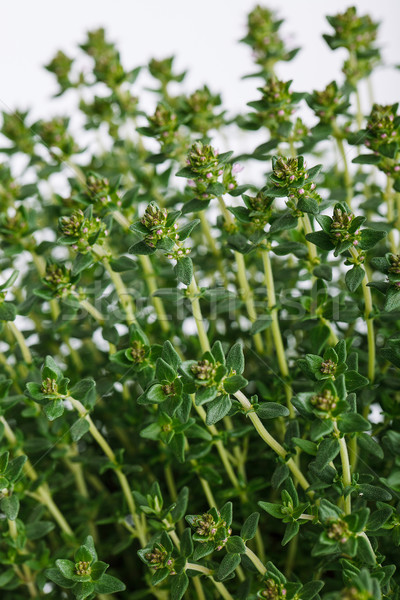 Fresh thyme herb Stock photo © nailiaschwarz