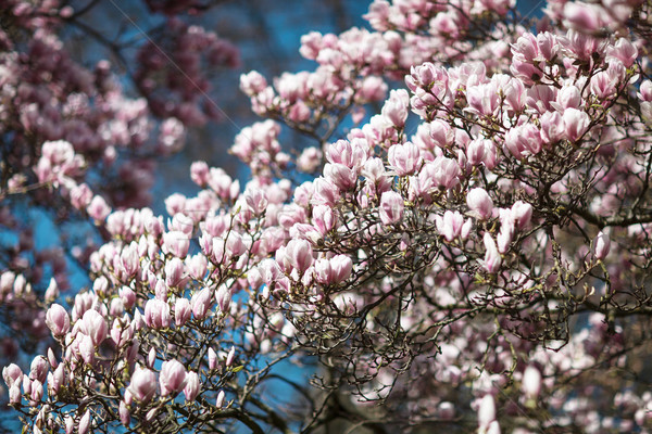 Fioritura magnolia albero coperto bella fresche Foto d'archivio © nailiaschwarz