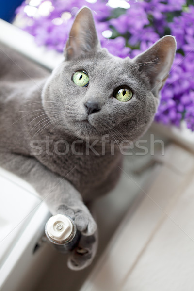 Cat radiatore russo blu rilassante finestra Foto d'archivio © nailiaschwarz