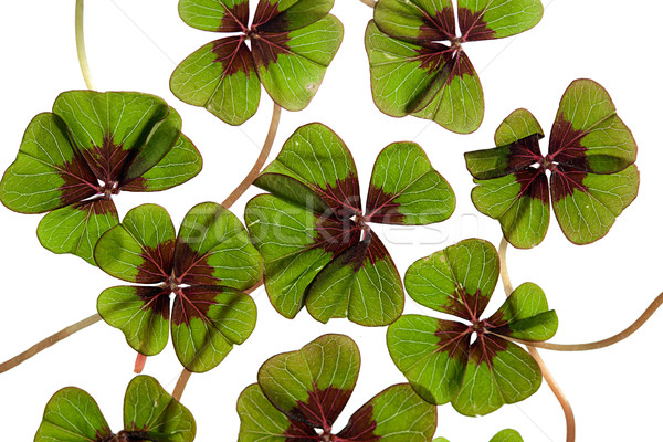 Quatre trèfle vert plantes blanche [[stock_photo]] © nailiaschwarz