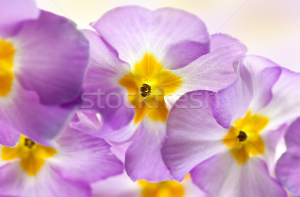 Kwiaty fioletowy miękkie bokeh charakter Zdjęcia stock © nailiaschwarz