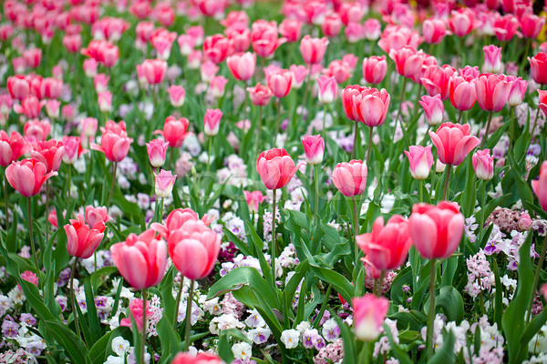 Tulpen heldere kleurrijk roze tulp bloesems Stockfoto © nailiaschwarz