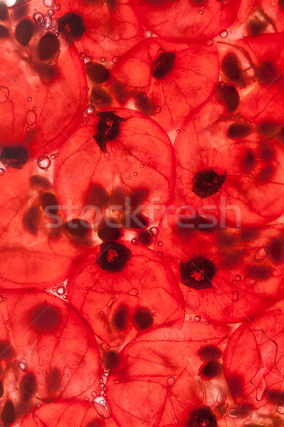 Rouge groseille jus baies air bulles [[stock_photo]] © nailiaschwarz