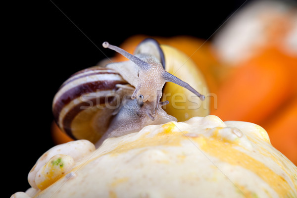 Pompoenen najaar afbeelding klein tuin bloem Stockfoto © nailiaschwarz