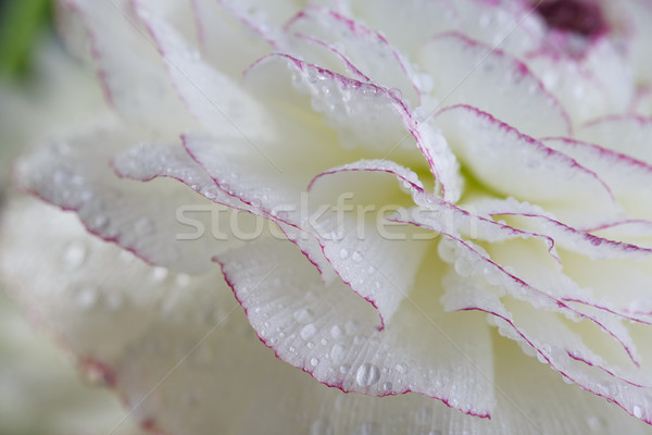 Virág harmat közelkép puha pasztell színes Stock fotó © nailiaschwarz