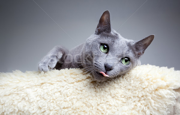 Foto stock: Ruso · azul · gato · estudio · retrato · ojos