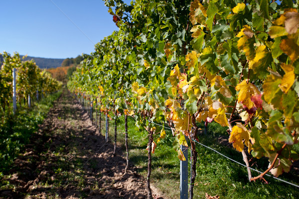 Autumn Vineyard Stock photo © nailiaschwarz