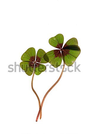 Four leaved Clover Stock photo © nailiaschwarz