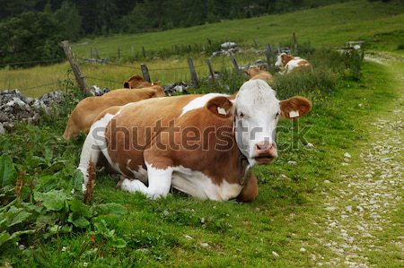 Cows on Alpine Pasture Stock photo © nailiaschwarz