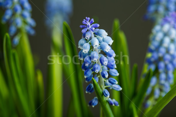 Grape Hyacinth Stock photo © nailiaschwarz