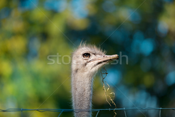 Autruche oiseau ferme automne yeux portrait [[stock_photo]] © nailiaschwarz