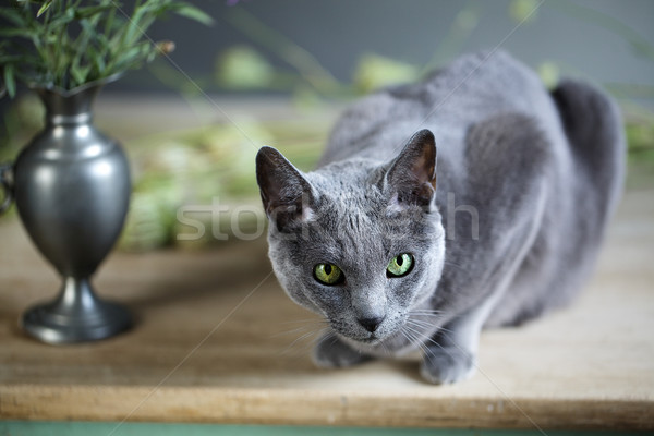 Still Life with Cat Stock photo © nailiaschwarz