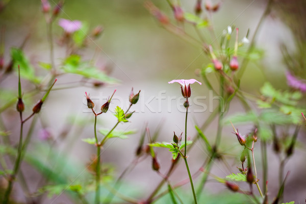 Foto stock: Alpino · prado · ervas · plantas · verão · grama