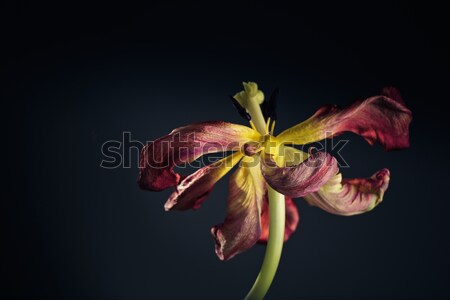 Withered Tulip Stock photo © nailiaschwarz